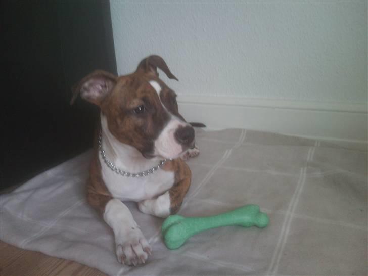 Amerikansk staffordshire terrier Tripper Himmelhund billede 5