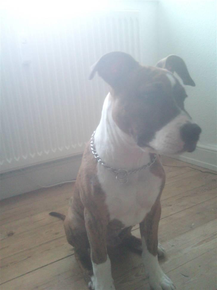 Amerikansk staffordshire terrier Tripper Himmelhund billede 6