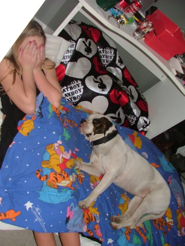 Amerikansk bulldog caisa billede 10