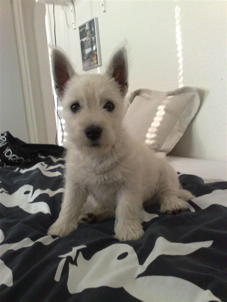 West highland white terrier Matchmaker (Felix) billede 1