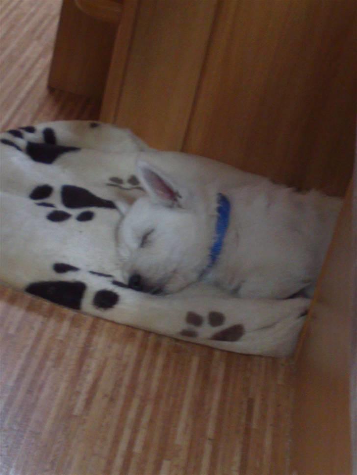 West highland white terrier Matchmaker (Felix) - Zzzzzzz billede 2