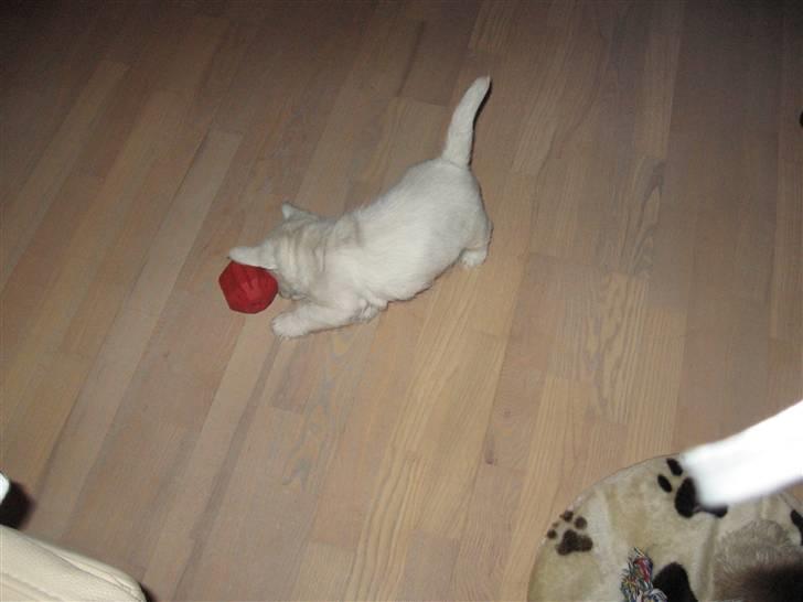 West highland white terrier Matchmaker (Felix) - Han fandt hurtigt ud af hvordan aktivitetsbolden fungerede :P billede 3
