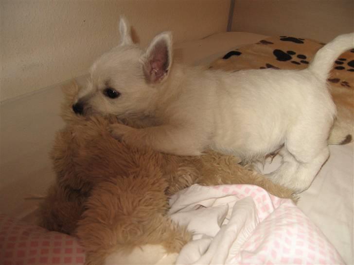 West highland white terrier Matchmaker (Felix) billede 4
