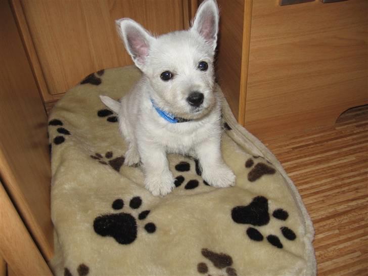 West highland white terrier Matchmaker (Felix) - "Hva var det?" billede 5