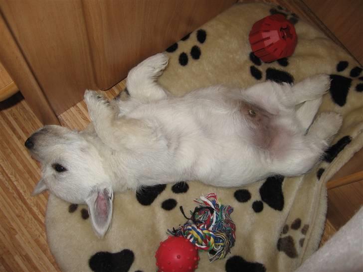 West highland white terrier Matchmaker (Felix) billede 6