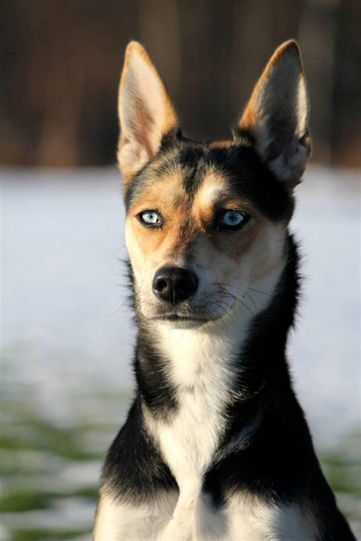 Blanding af racer Nishka billede 1