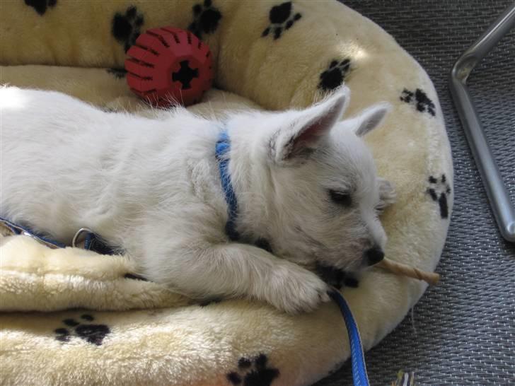 West highland white terrier Matchmaker (Felix) billede 7