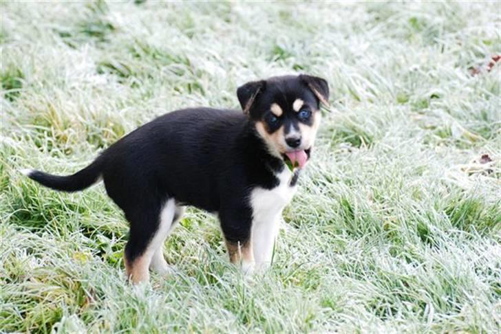 Blanding af racer Nishka billede 2