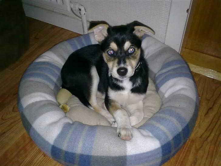 Blanding af racer Nishka billede 3