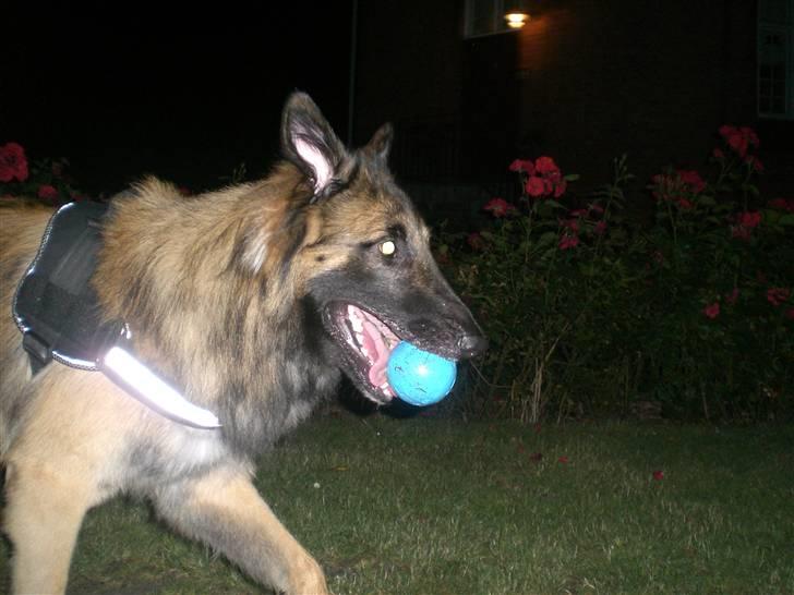 Blanding af racer Chigo billede 9