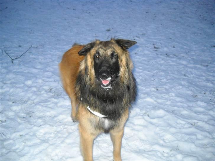 Blanding af racer Chigo - Hvem mig? - Gu ej, jeg har sgu ikk spist sne - hvem ku dog finde på at sige sådan noget pjat!  :o) billede 10