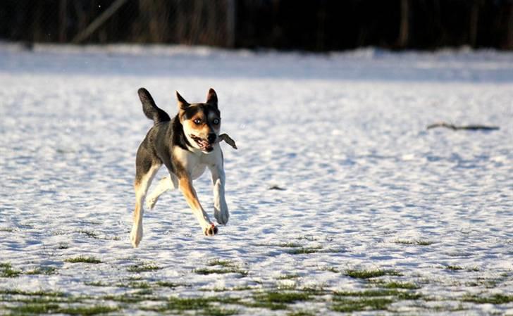 Blanding af racer Nishka billede 4