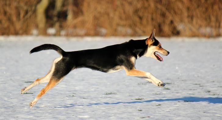 Blanding af racer Nishka billede 5