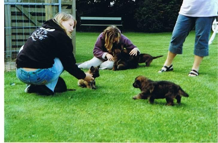 Schæferhund rollo - jeg var da nuttet dengang billede 12