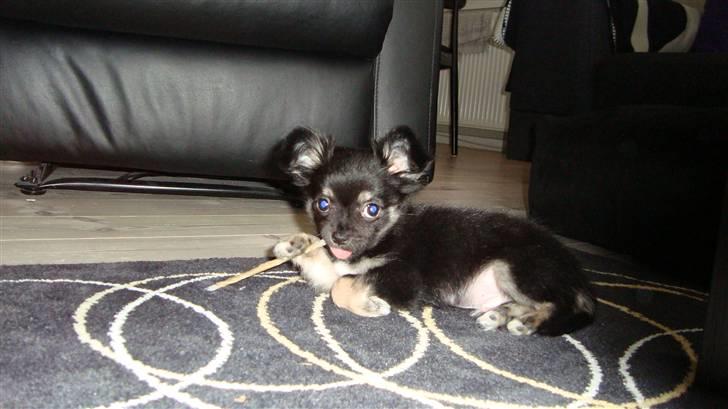 Chihuahua Kenzo - Mums.. gnavepind - 3 mdr.  billede 5