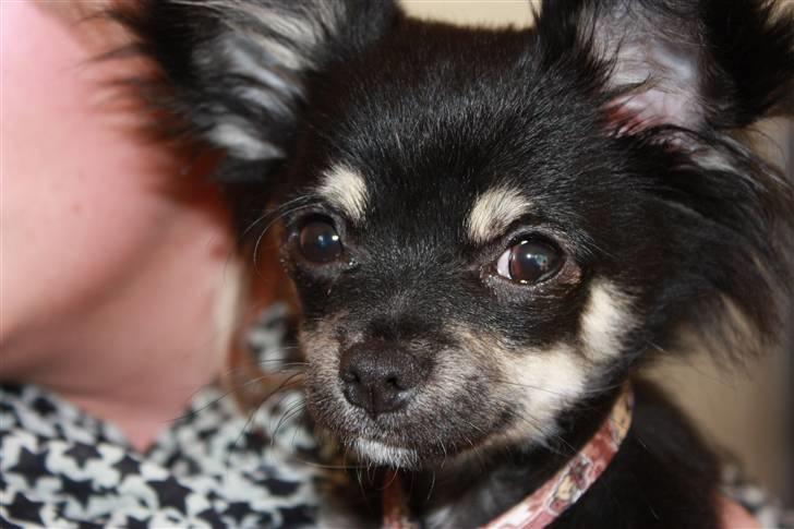 Chihuahua Kenzo - Kenzo 4 mdr..  billede 6