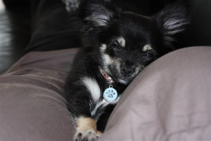 Chihuahua Kenzo - Så træættt.... 4 mdr. billede 7