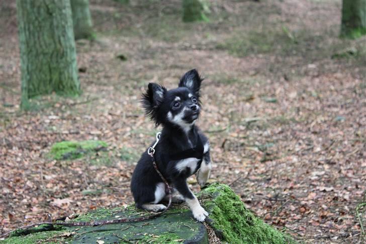 Chihuahua Kenzo - Se hvor fin jeg kan sidde... -  4 mdr. billede 8