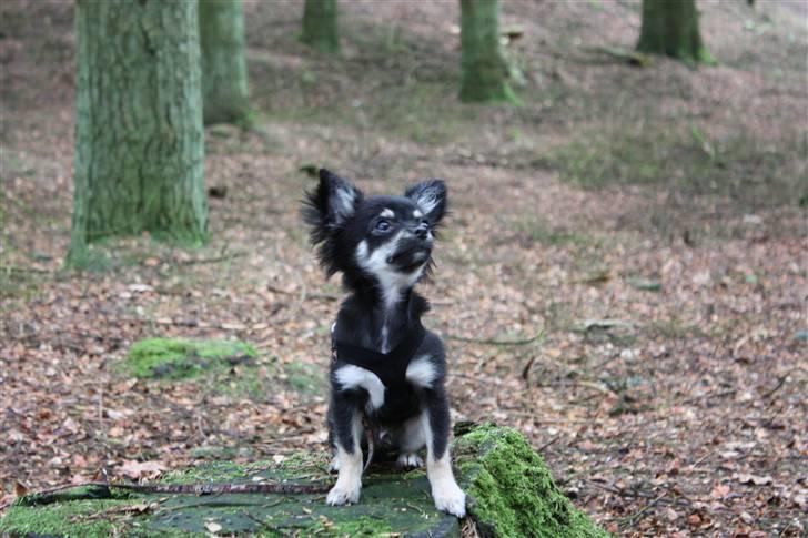 Chihuahua Kenzo billede 9