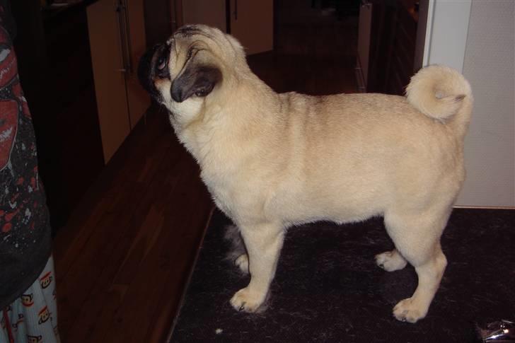 Mops Chalant First Edition   billede 13