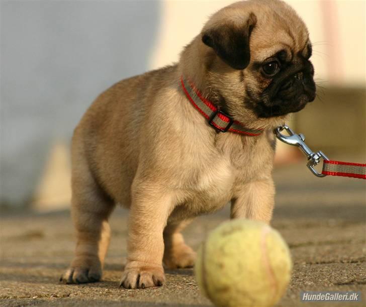 Mops Must Have Angelina Jolie - Velkommen til min Profil, Mit navn er Angelina Jolie billede 1