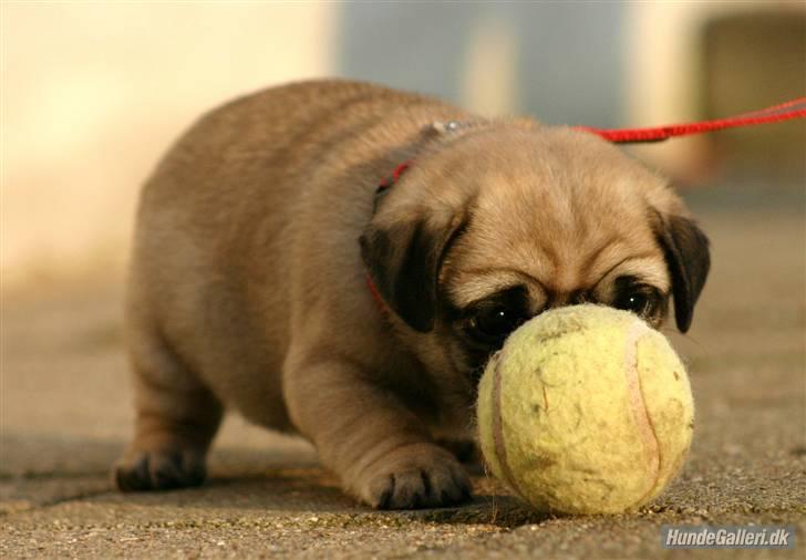 Mops Must Have Angelina Jolie - Hallooooo, en bold....  billede 2