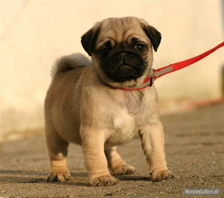 Mops Must Have Angelina Jolie - Ja.... du kaldte , Lotte.... ;o) billede 3