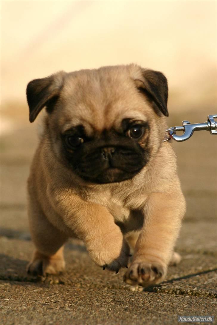 Mops Must Have Angelina Jolie - Løbe stærkt... der kan jeg også !!  billede 4