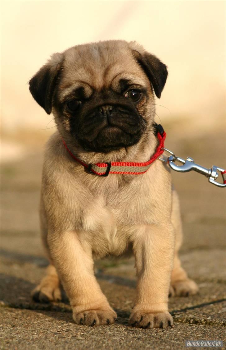 Mops Must Have Angelina Jolie billede 5