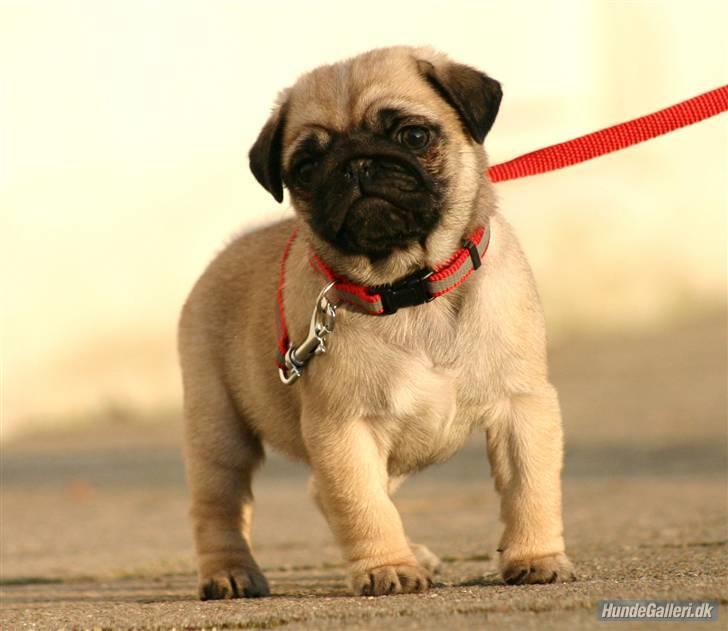 Mops Must Have Angelina Jolie billede 6