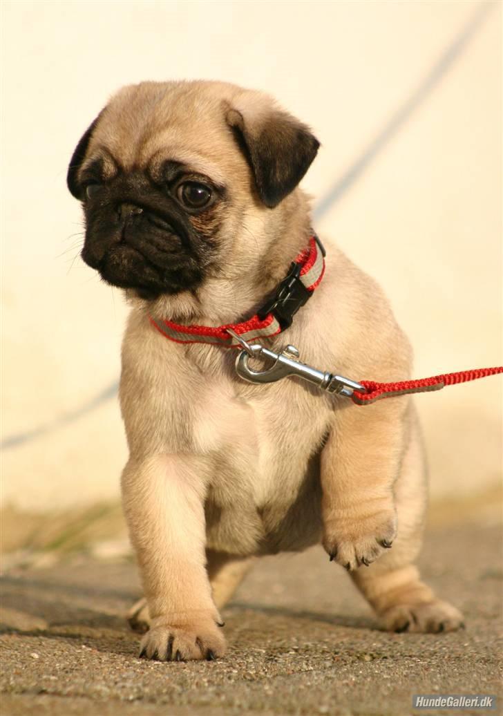 Mops Must Have Angelina Jolie billede 7