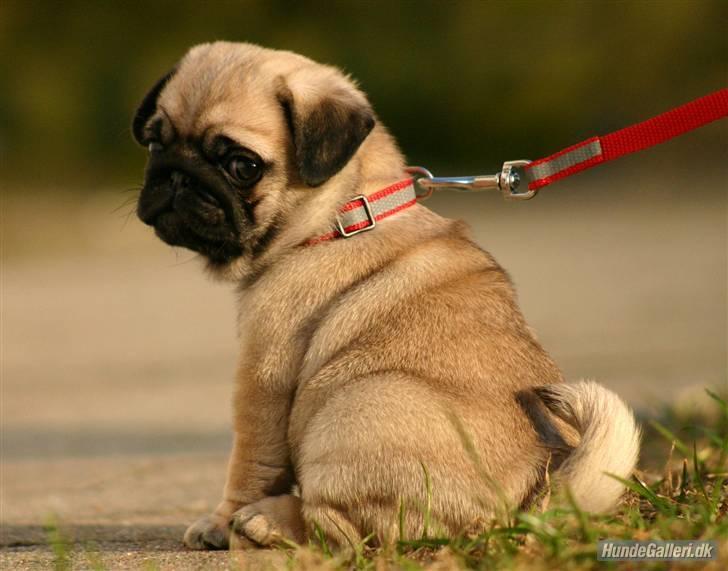 Mops Must Have Angelina Jolie billede 8