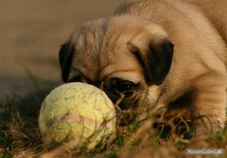 Mops Must Have Angelina Jolie billede 9