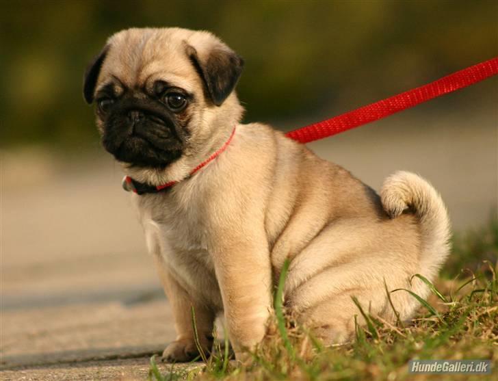 Mops Must Have Angelina Jolie billede 10