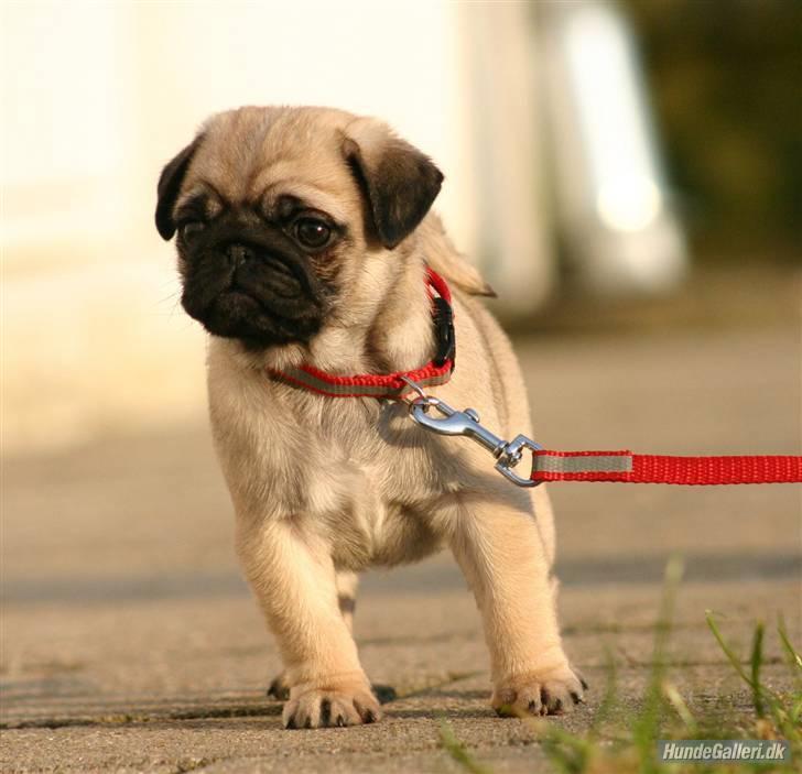 Mops Must Have Angelina Jolie billede 11