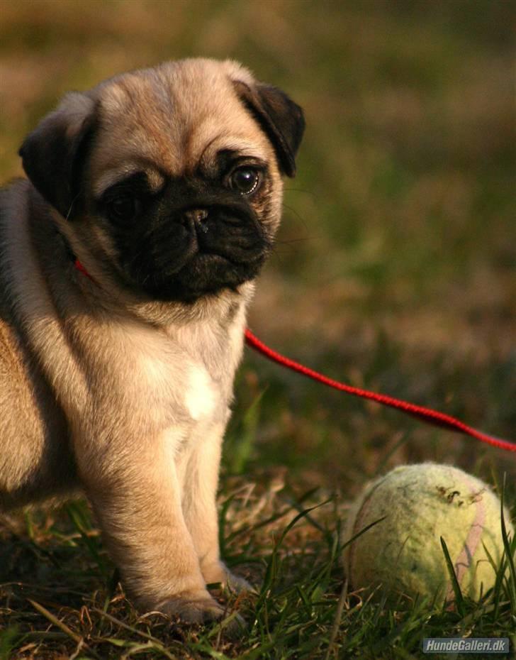 Mops Must Have Angelina Jolie billede 12