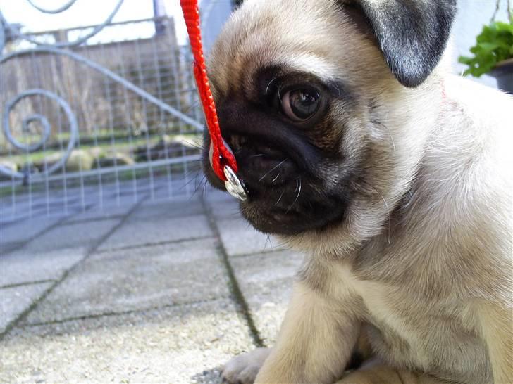 Mops Must Have Angelina Jolie billede 13