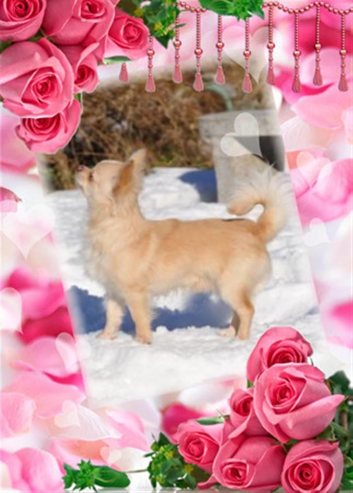 Chihuahua Chico billede 7