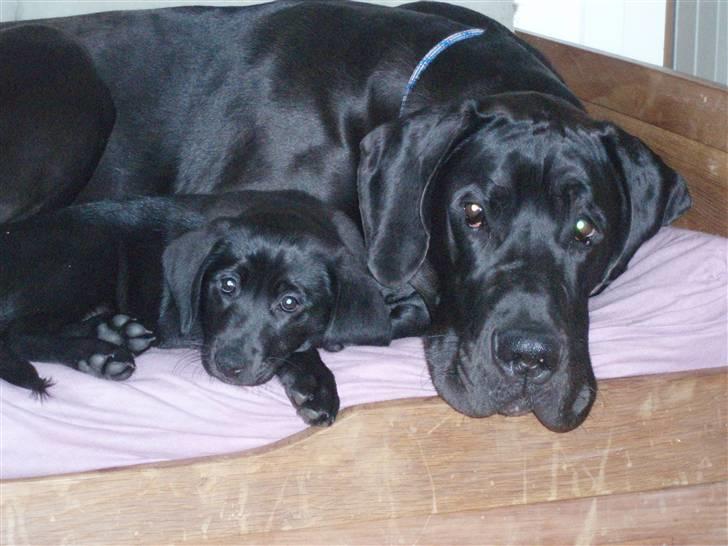 Blanding af racer Liga billede 5