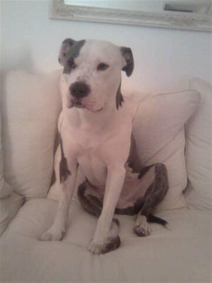 Amerikansk staffordshire terrier Nemo billede 6