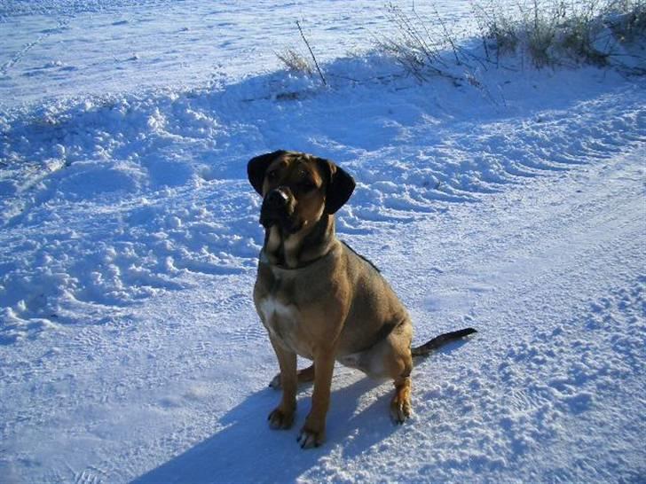 Blanding af racer Luna billede 16