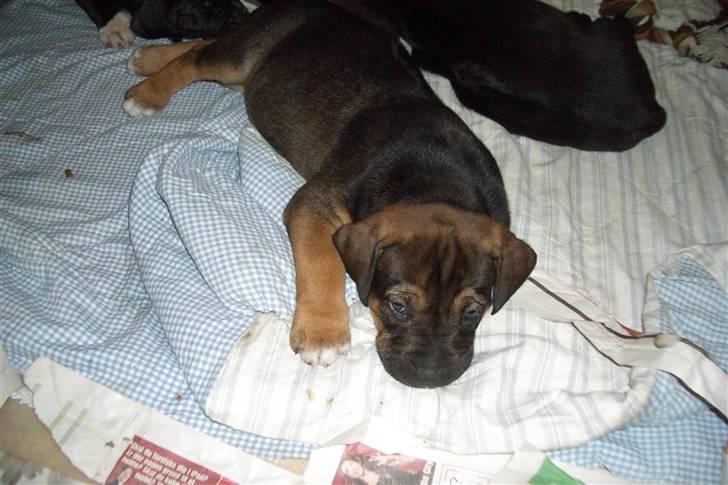 Blanding af racer Luna billede 2