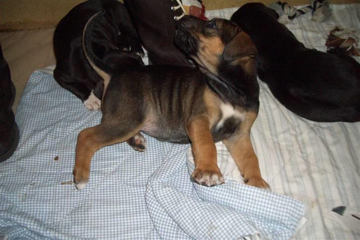 Blanding af racer Luna billede 3