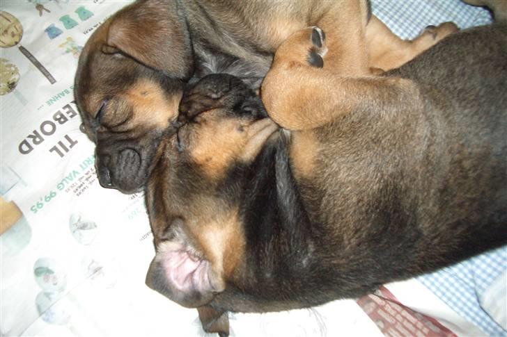 Blanding af racer Luna billede 4