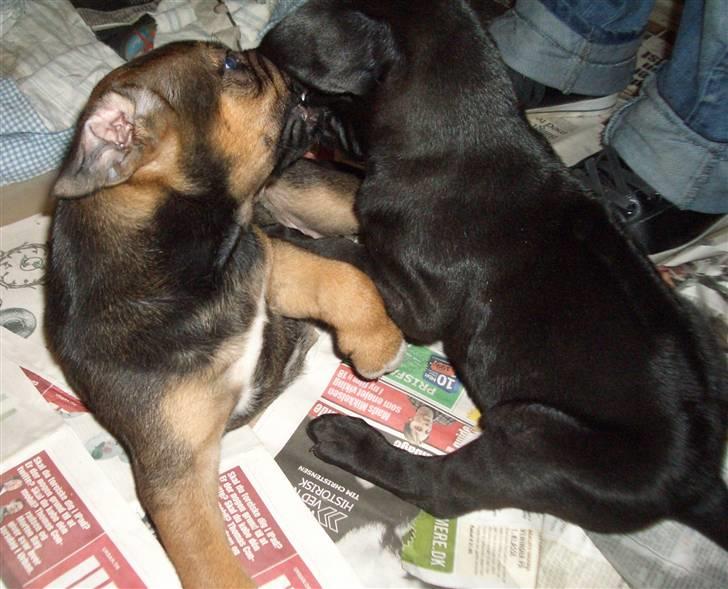 Blanding af racer Luna billede 5