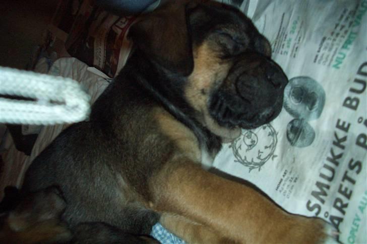 Blanding af racer Luna billede 6