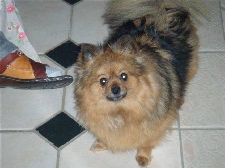 Pomeranian Lulo von Red Bull billede 1