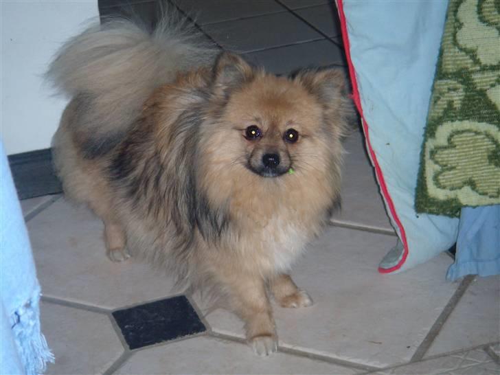 Pomeranian Lulo von Red Bull billede 2