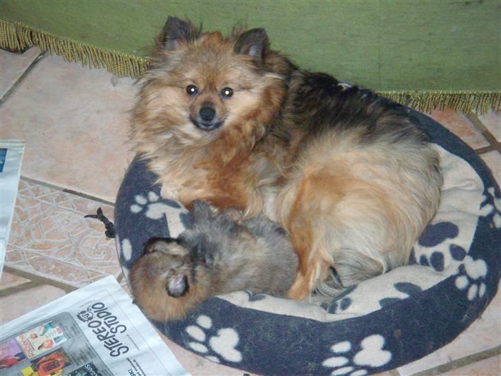 Pomeranian Lulo von Red Bull billede 3