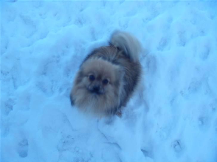 Pomeranian Lulo von Red Bull billede 4